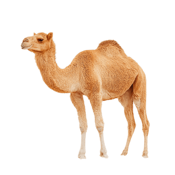 جمال